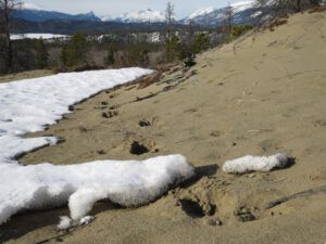 30 n bluff moose track (Equinox)