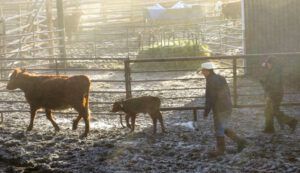 4 sorting fittest calves 3 (Calving Season)