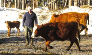 5 sorting fittest calves 5 (Calving Season)