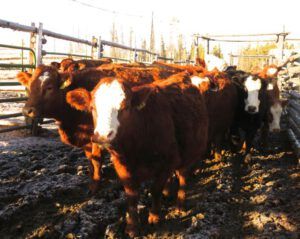 7 cows being moved (Calving Season)