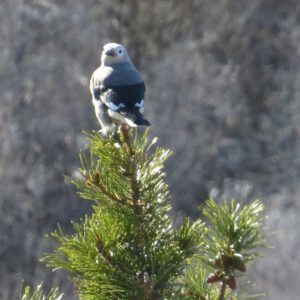 9 clarks nut 1 (Equinox)