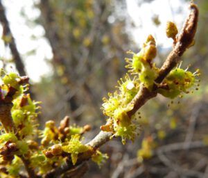 11 soopolallie (Galloping Spring)