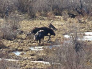 12 2 moose (The 3-Day Summer)