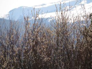 13a pussy willows best (The 3-Day Summer)