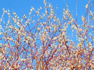 13b pussy willow blue ksy (The 3-Day Summer)