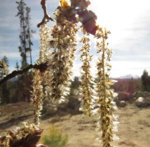 13e aspen catkins 2 (The 3-Day Summer)