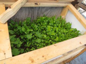 17 box in greenhouse (Galloping Spring)