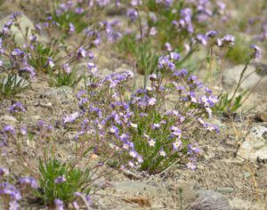 18 jladder (Galloping Spring)