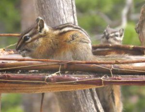2 chippies (Spring Migration)