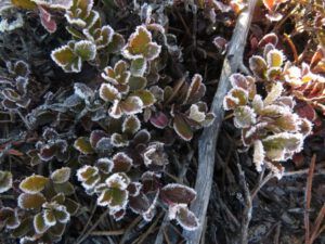 2 frosty kinnikinnick (The 3-Day Summer)