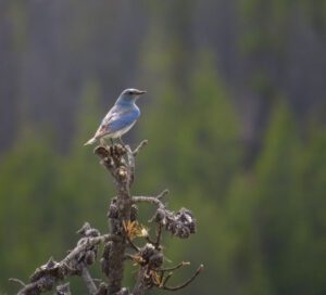 20 bluebird (Galloping Spring)