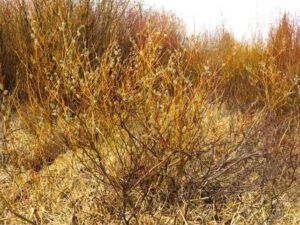 23 brown willow and sedge (Galloping Spring)