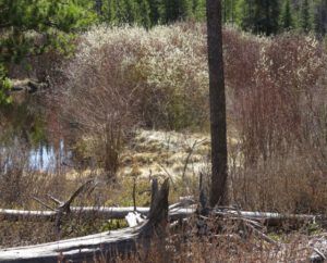 24 willow flos (Galloping Spring)