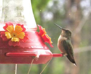 25 hummer (Galloping Spring)