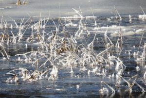 3 icy sedge (The 3-Day Summer)