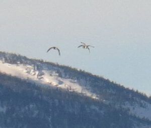 51 geese (Spring Migration)