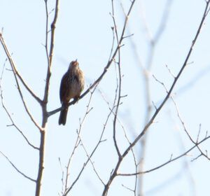 54 song sparrow sing (Spring Migration)