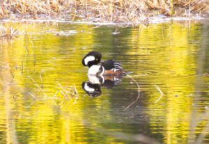 56 hood mer preening (Spring Migration)