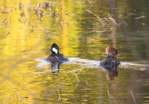 57 pair hooded mergansers (Spring Migration)