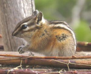 58 chippy best (Spring Migration)