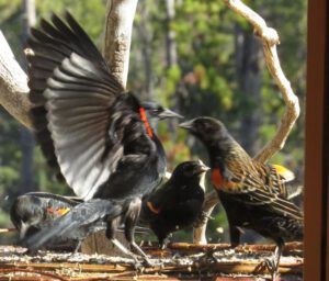 59a scrapping bbs. (Spring Migration)