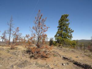 6 IMG_0057 (Internet Hill)