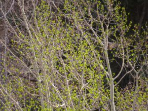 6 aspens (Galloping Spring)