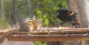 60 chip and bb (Spring Migration)