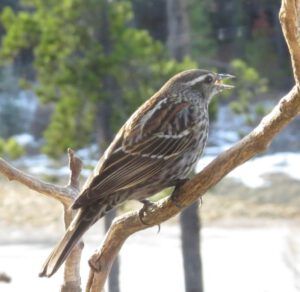 61 lady blackbird (Spring Migration)