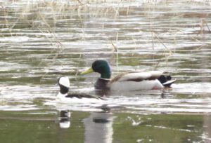 63 mallard and bufflehead (Spring Migration)