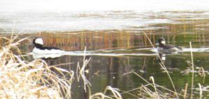 64 pr buffleheads (Spring Migration)