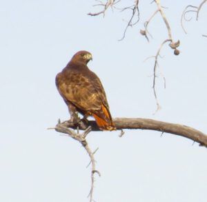 66 redtail hawk 2 (Spring Migration)