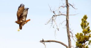 67 redtail hawk 3 (Spring Migration)