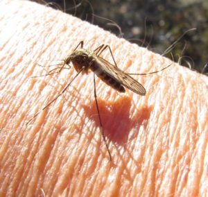 69 mosquito best (Spring Migration)