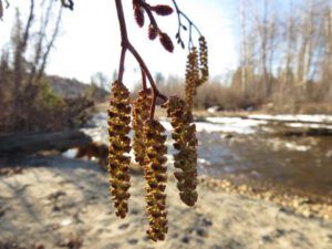 6a alder catkins (The 3-Day Summer)