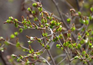 7 birch (Galloping Spring)