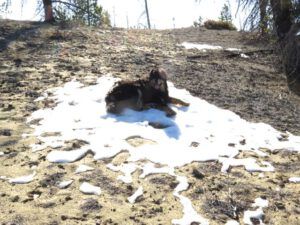 9  badger snowpatch (The 3-Day Summer)