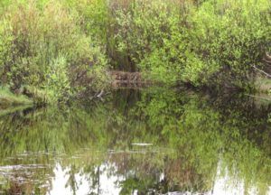 1 pond (Spring Update)