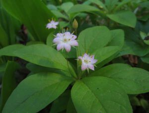 10 star flower (Down the Bella Coola Hill)