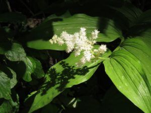 11 falso sol seal (Down the Bella Coola Hill)