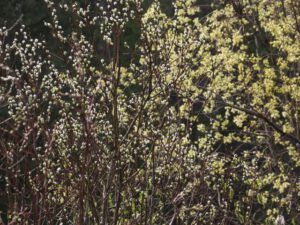 11 two willows (Spring in Bottom Gear.)