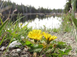 12 dandelions and lake (Spring in Bottom Gear.)