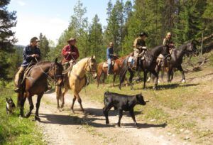 12 driving cows 3 (Precipice Cattle Drive 2016)