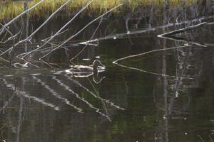 13 mallard (Spring in Bottom Gear.)