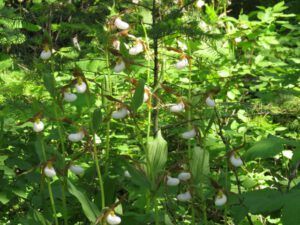13 orchids dapple sun (Down the Bella Coola Hill)