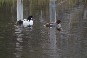 14 BGs best (Spring in Bottom Gear.)