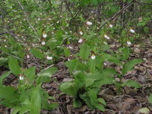 14 orchid mass (Down the Bella Coola Hill)
