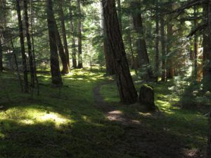 16 calypso habitat (Down the Bella Coola Hill)