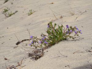 16 jacobs ladder and sand (Spring in Bottom Gear.)