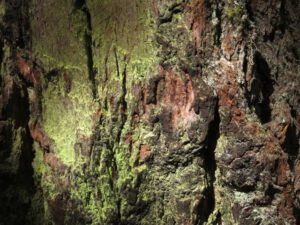 16a fir bark detail (Down the Bella Coola Hill)
